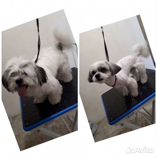 Стрижка собак-Грумер