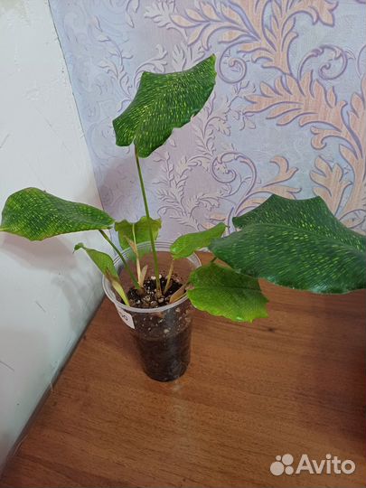 Ктенанта Бурле Маркс; Калатея Мозайка