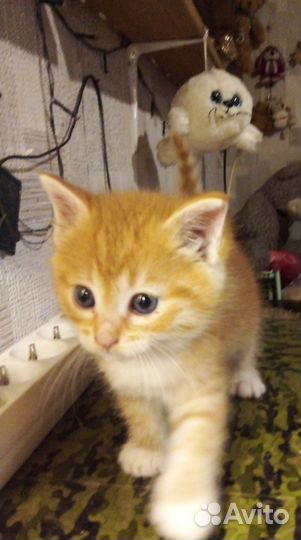 Котёнок подкидош девочка