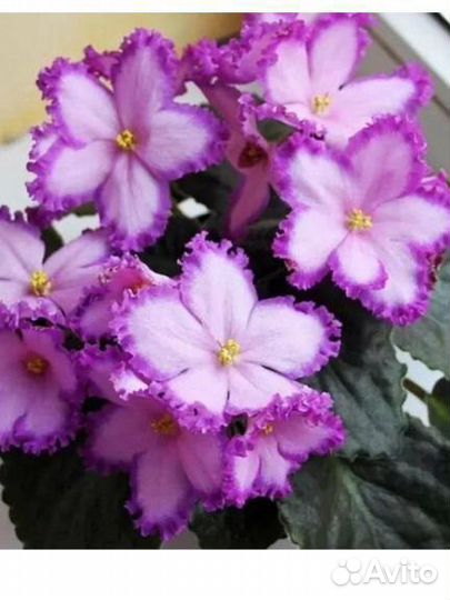 Сортовые фиалки(листики)