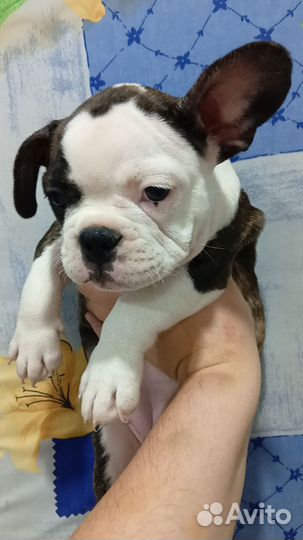 Французский бульдог щенки девочка