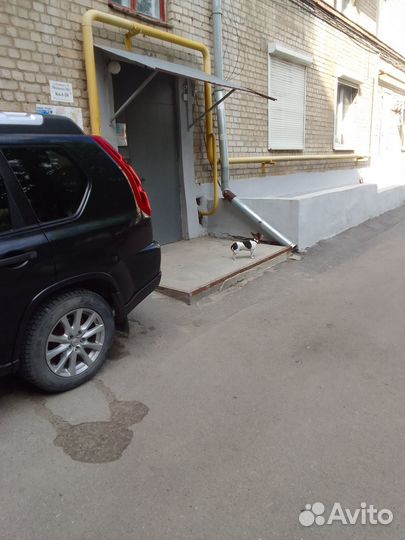 Чья собачка