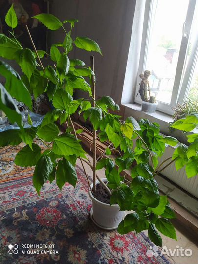 Китайская роза, гибискус