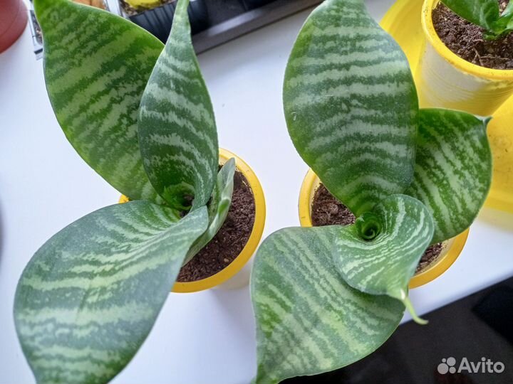 Комнатные растения