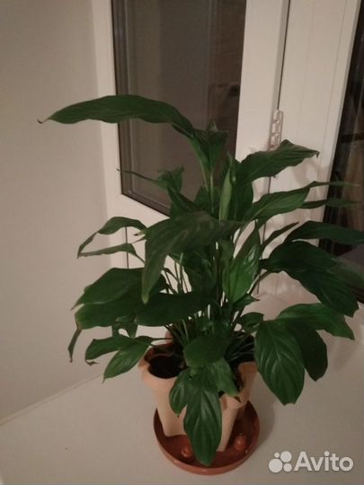 Кливия, аммарилис, спатифиллум