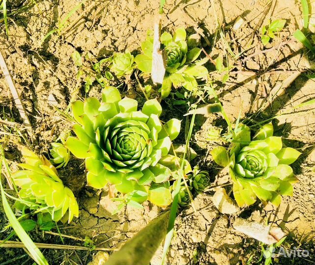 Суккуленты