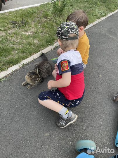 Кот молодой в добрые руки