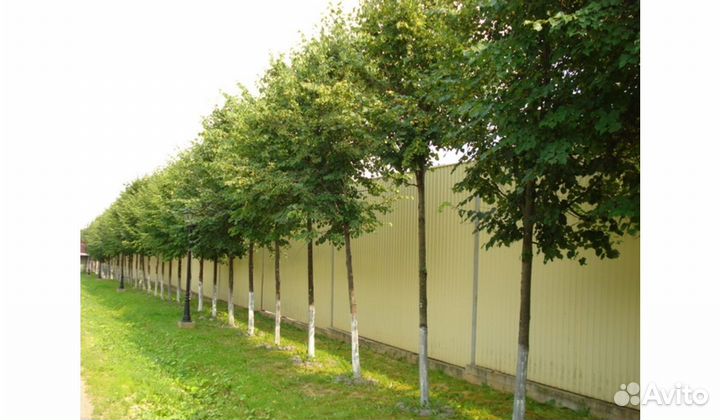 Саженцы для озеленения