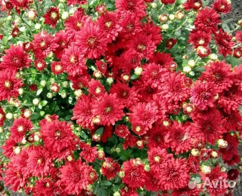 Хризантема мультифлора, 4 цвета