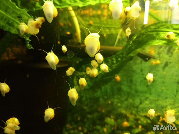 Ампулярий бесплатно