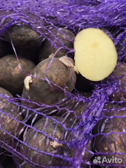 Картофель крупный и семенной, лук, морковь