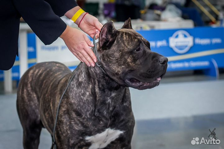 Канарский дог вязка