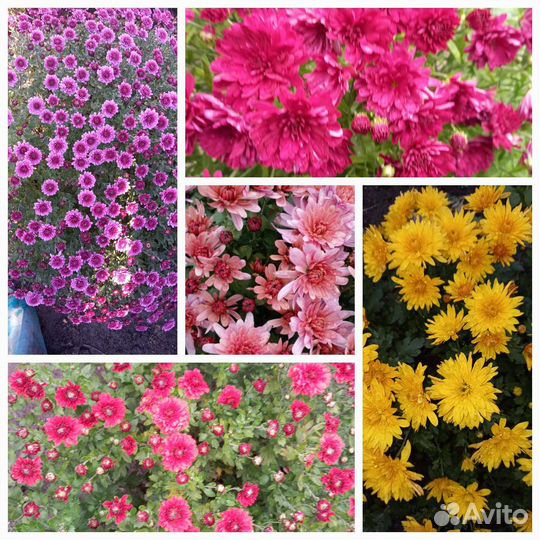 Мультифлора