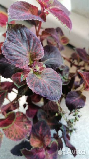 Колеусы разного окраса