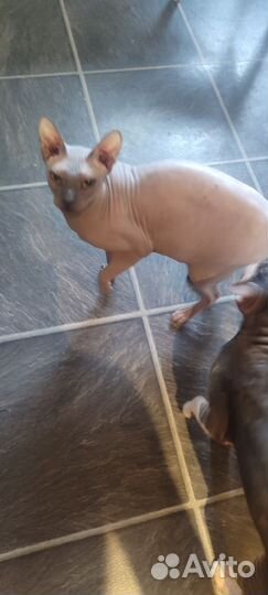 Донской сфинкс