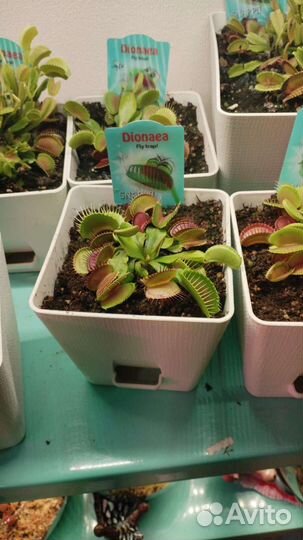 Хищные растения, венерина мухоловка