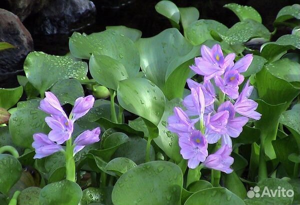 Водный гиацинт