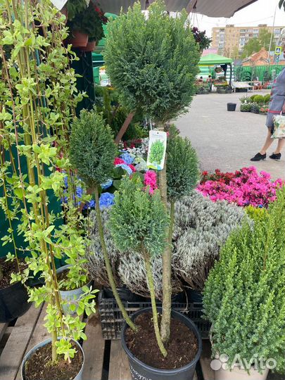 Ива хакуро нишики на штамбе