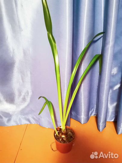 Гиппиаструм