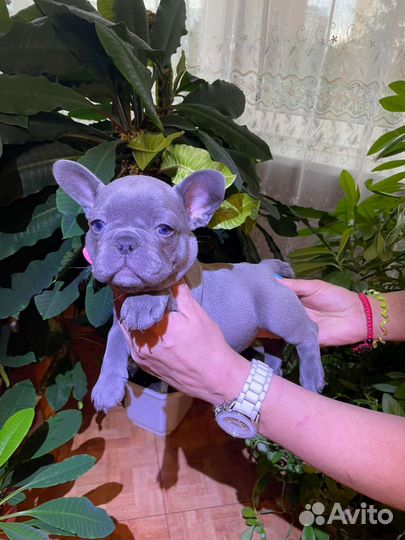 Французский бульдог лиловые щенки
