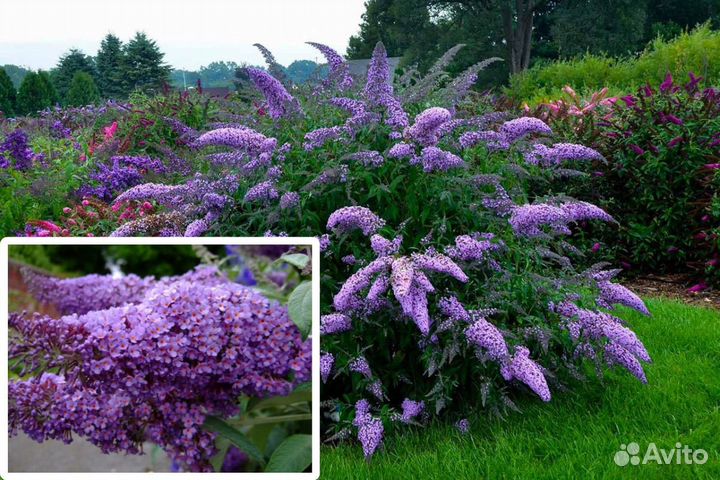 Буддлея давида