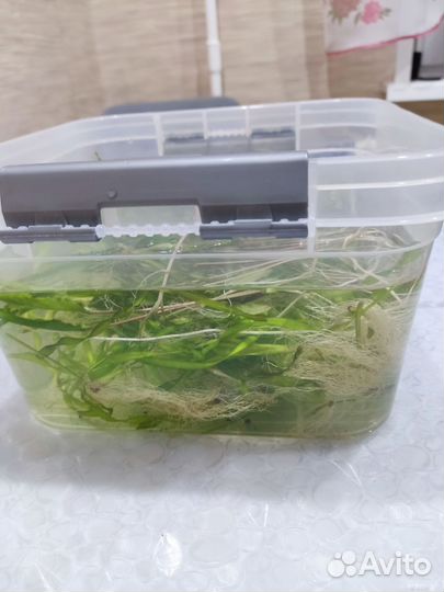 Аквариумное растение