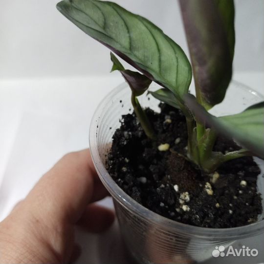 Ктенанта амагрис мини