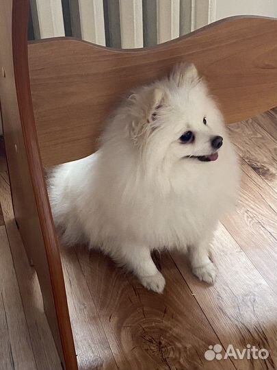 Передержка животных