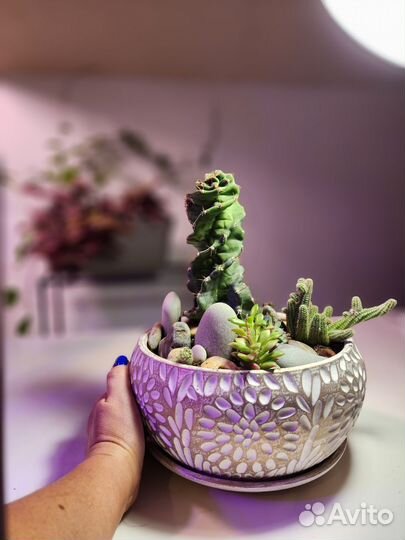 Подарочная композиция из кактусов, суккулентов