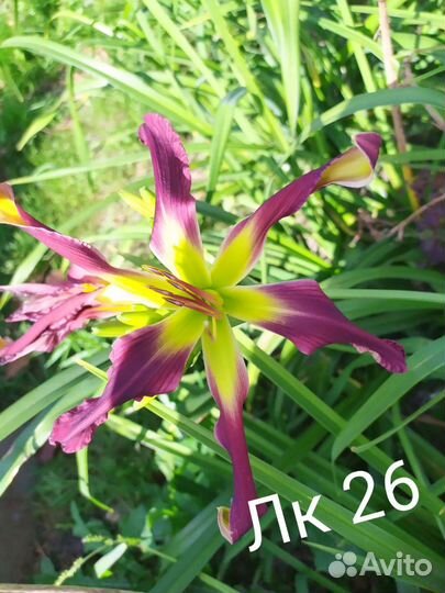 Лилейники сортовые