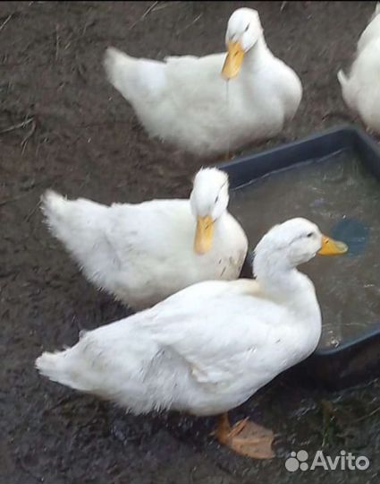 Утки Агидель