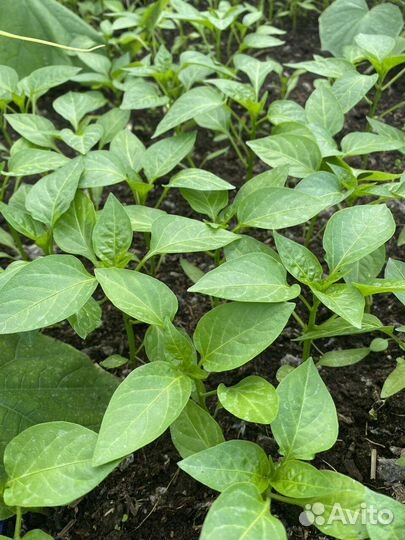 Рассада Перцев