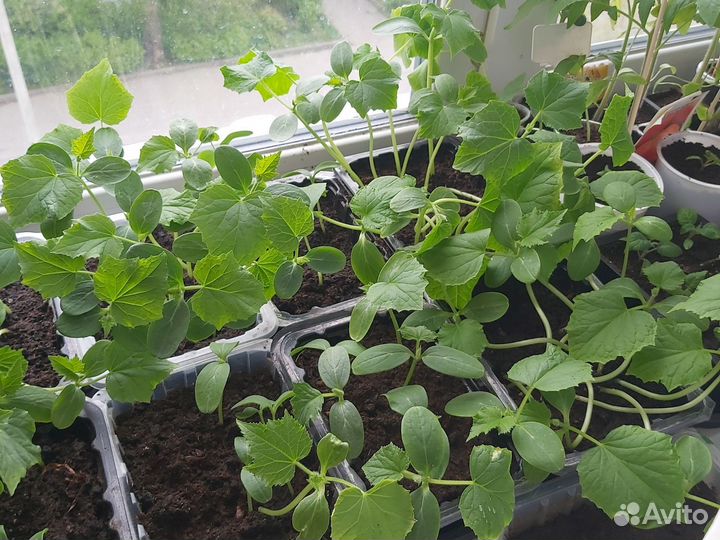 Рассада огурцов