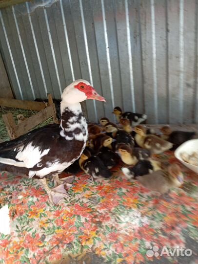 Мускусные утята индоутки