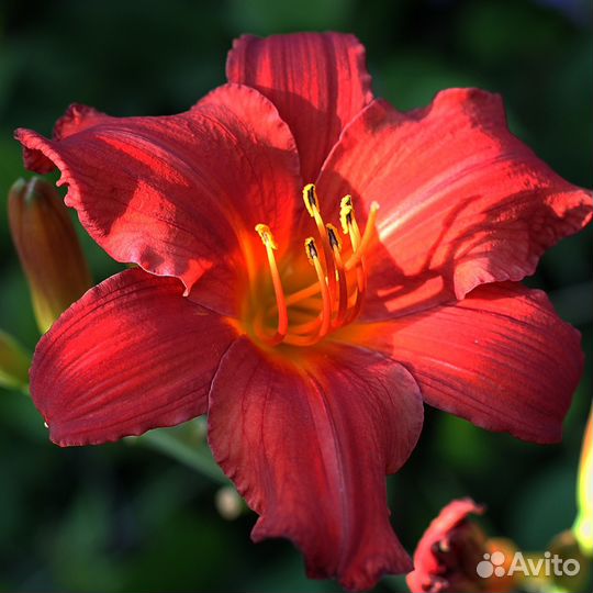 Лилейники для сада. Многолетники