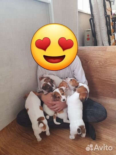 Щенки джек рассел терьер