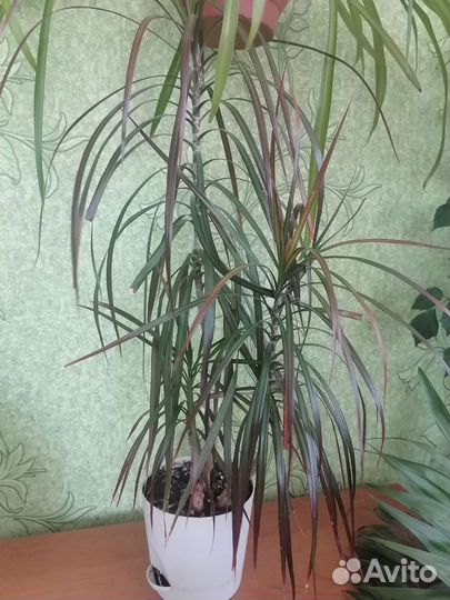 Пальма драцена