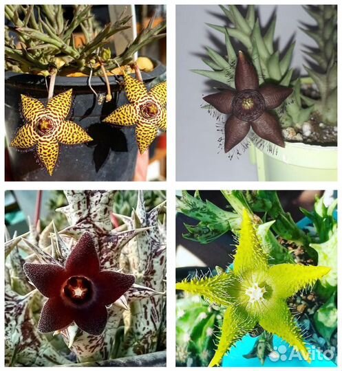 Суккуленты Эдитколея, гуэрния, стапелия, орбея