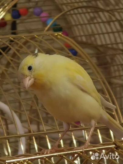Продам кенора канарейку