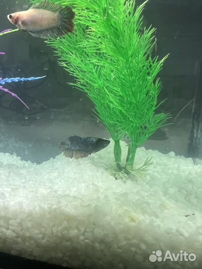 Рыба петушок (самка)