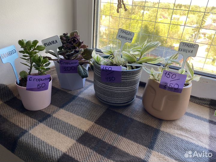 Комнатные растения