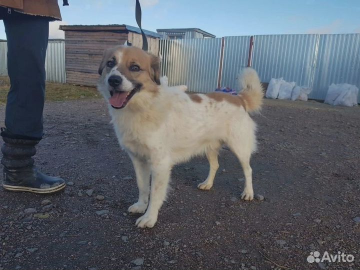 Собака Антошка