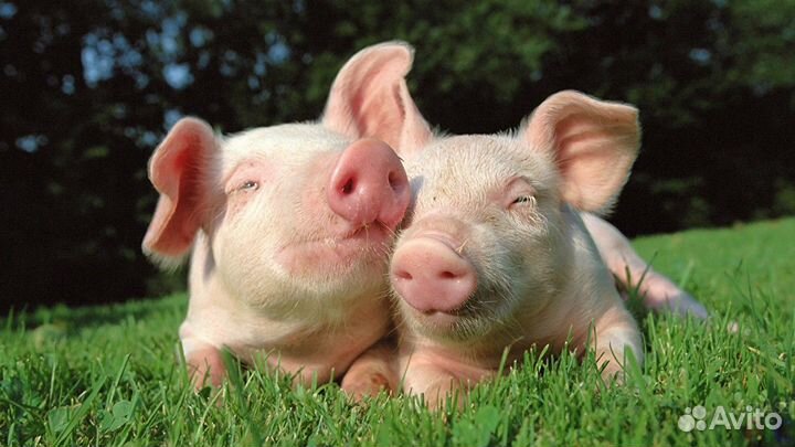 Поросята