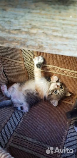Котёнок (девочка) ищет дом