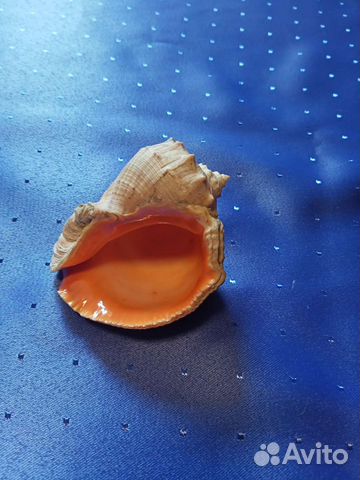 Ракушка морская