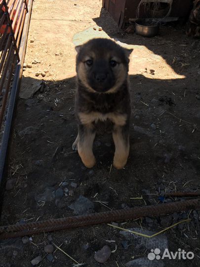 Щеночки в добрые руки