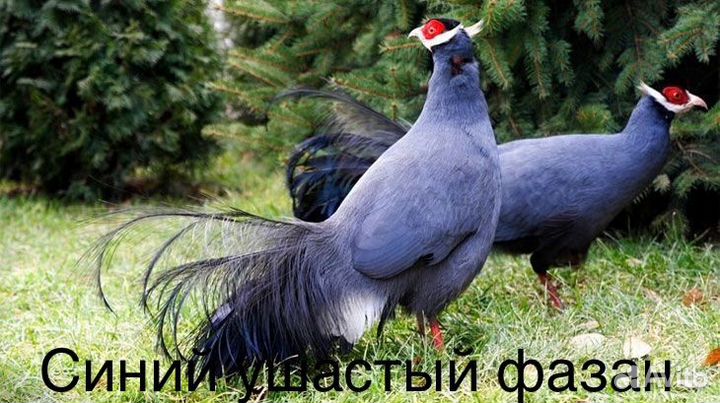 Синий ушастый фазан
