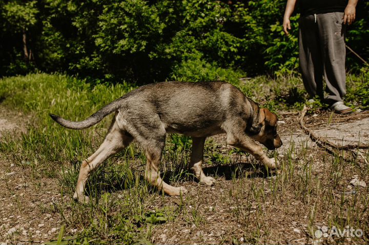 Щенок 4 месяца