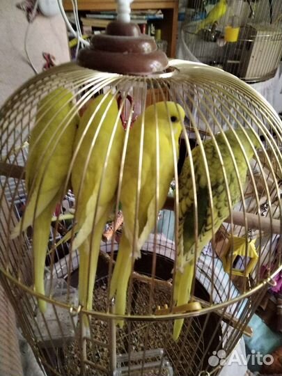 Классные птенцы волнистых попугаев