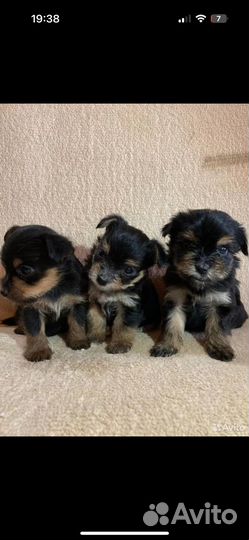 Щенки йорка